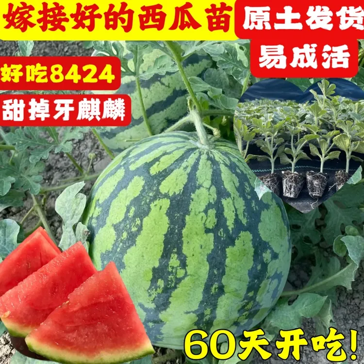 西瓜苗嫁接8424西瓜秧黑美人西瓜巨型懒汉西瓜高产早熟盆栽地栽商品图