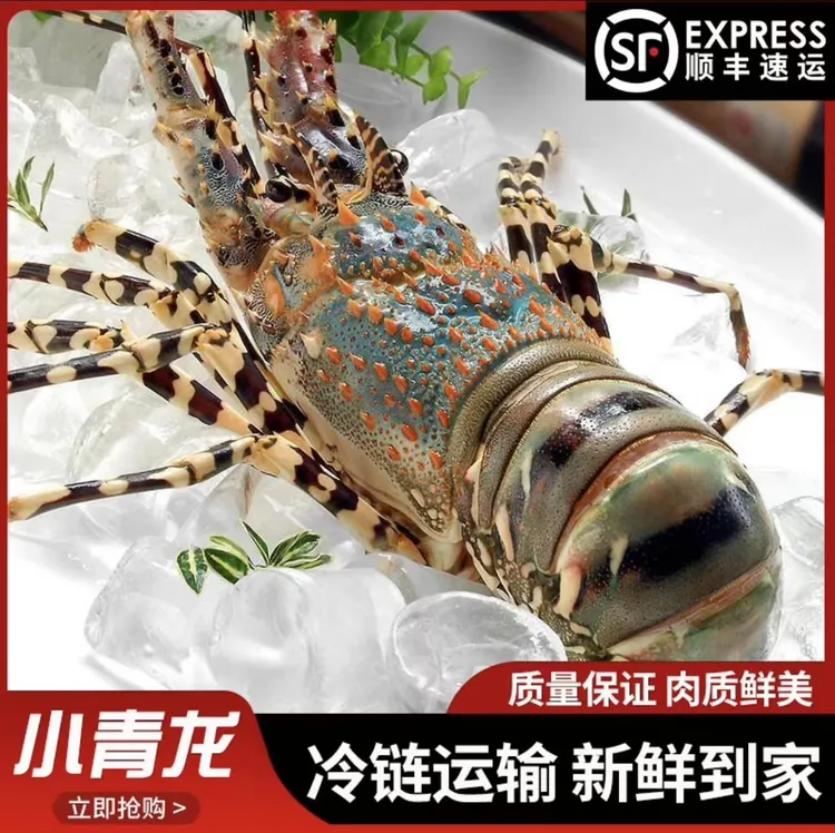 【顺丰包邮】新鲜海捕小青龙鲜活速冻大龙虾锦绣花龙海鲜澳洲龙虾
