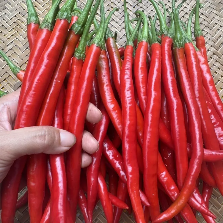 贵州二荆条新鲜现摘红辣椒