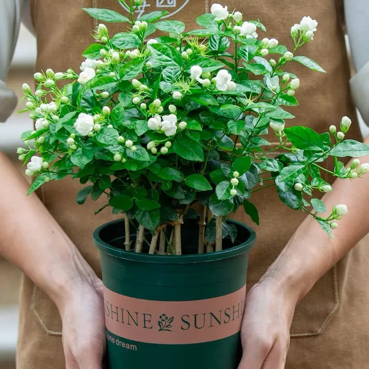 实物带花苞盆栽苗重瓣浓香型室内阳台庭院植物盆栽开花花期耐寒冷