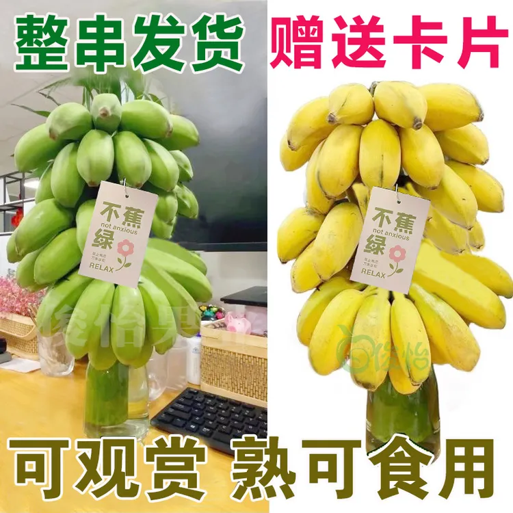 【禁止蕉绿】整串带杆发货桌面水培香蕉办公室香蕉禁止焦虑水果食用
