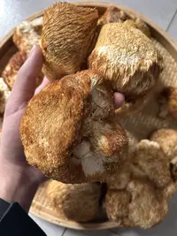 【云南特产野货猴头菇】煲汤养胃