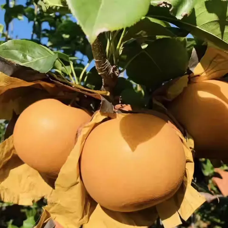 烟台莱阳秋月梨现摘现发正宗秋月梨皮薄果大