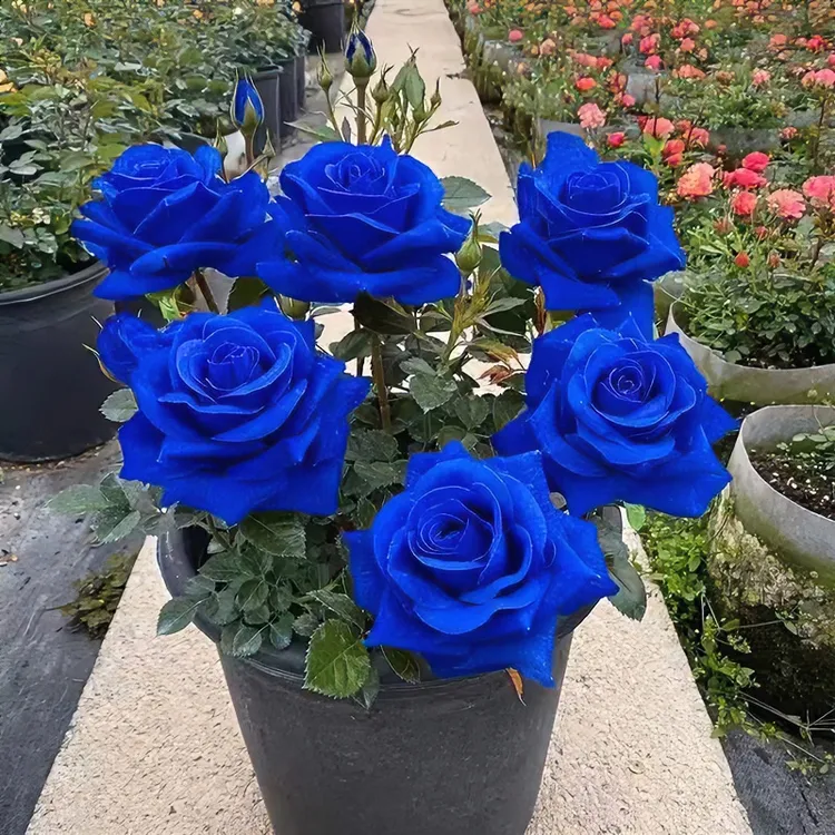 碎冰蓝【买一发二】玫瑰花修剪老桩苗多色植物盆栽蓝色海洋嫁接月