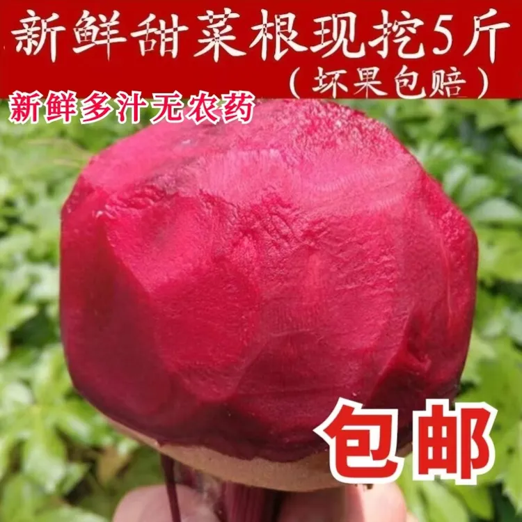【国庆优惠】新鲜甜菜根5斤新鲜现挖红甜菜紫菜头红菜头甜菜头