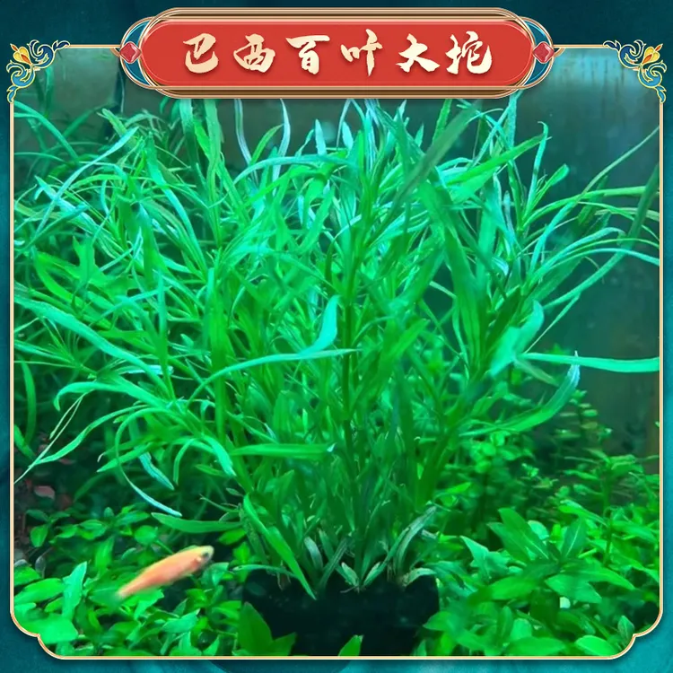 【巴西百叶坨草】懒人水草适合新手无需种植沉底入缸成景鱼缸造景