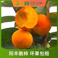 【鑫佳叶】山西阳丰脆柿净重4.5斤 单果65MM+/70MM+/75MM+