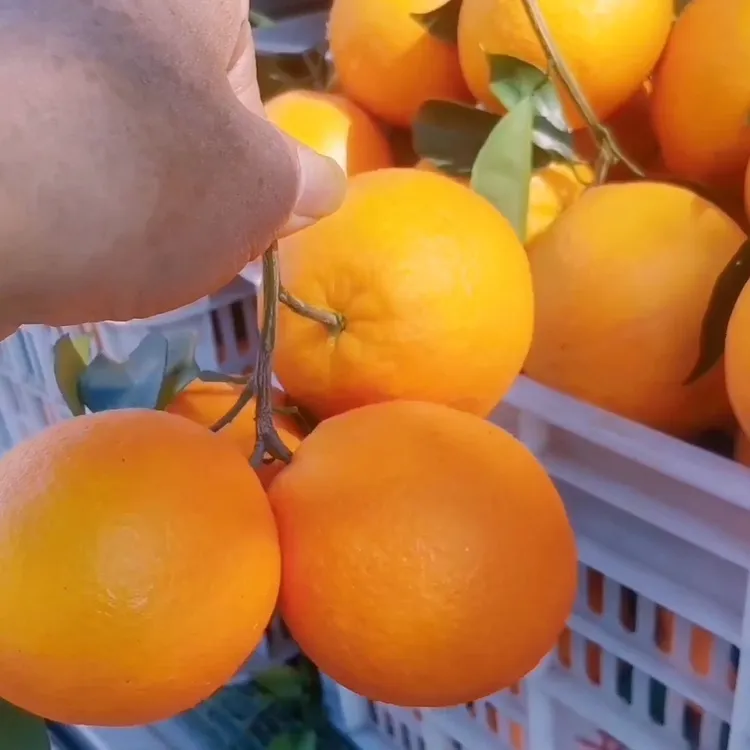 江西赣南大果脐橙20斤大箱，专做品质，果园直发顺丰包邮，（75-85mm）