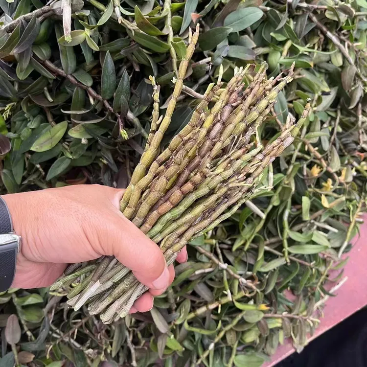 雁荡山红杆铁皮石斛三年生石斛兰花季已到4-7月开花