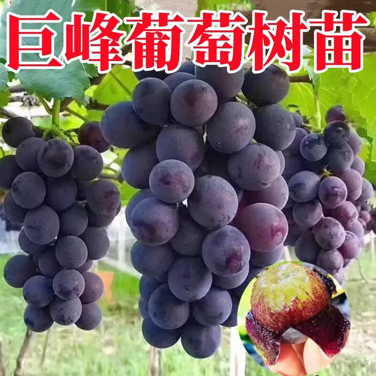 大巨峰葡萄树苖无籽嫁接果树果苗盆栽阳光玫瑰南北方四季种植耐寒