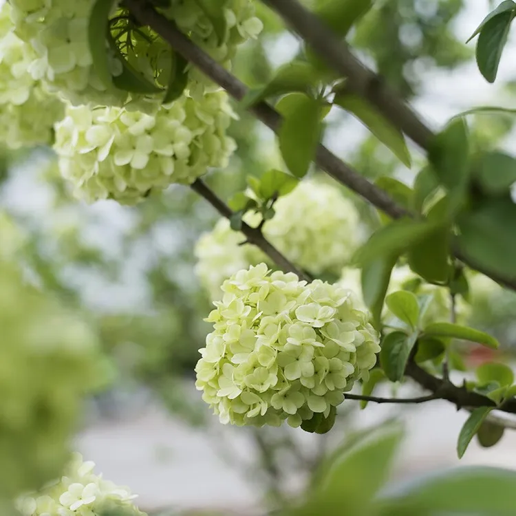 帅轩木本绣球树苗中华木绣球果树大花斗球室内外庭院盆栽地栽耐