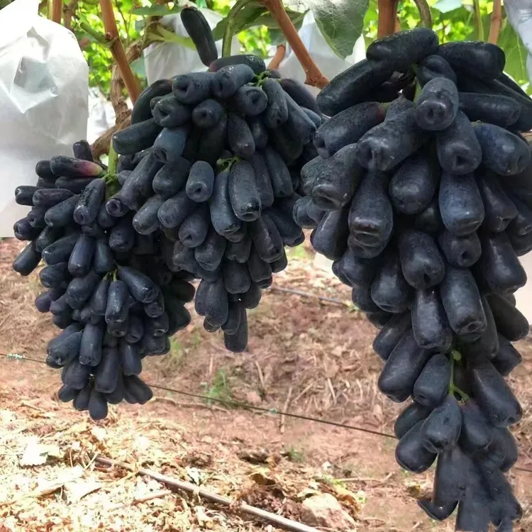 葡萄树苖阳光玫瑰巨峰金手指蓝宝石葡萄树苗果树果苗爬藤种植耐寒