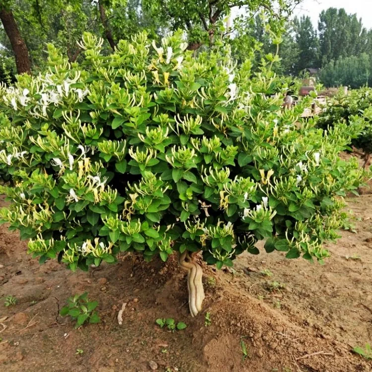 金银花树苗爬藤植物红金银花苗南北方种植盆栽地栽阳台庭院楼阁