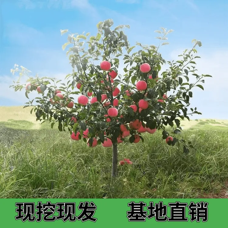 苹果树树苗南方北方种植特大庭院阳台别墅种植红富士国光红肉苹果