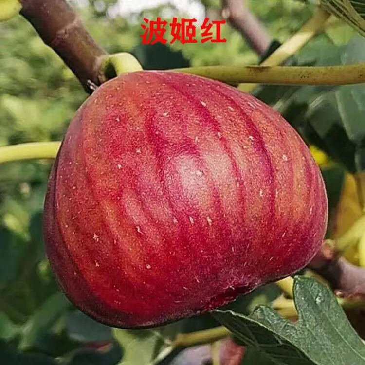 无花果树耐寒果树苗盆栽矮化四季种植当年结果南方北方阳台庭院种
