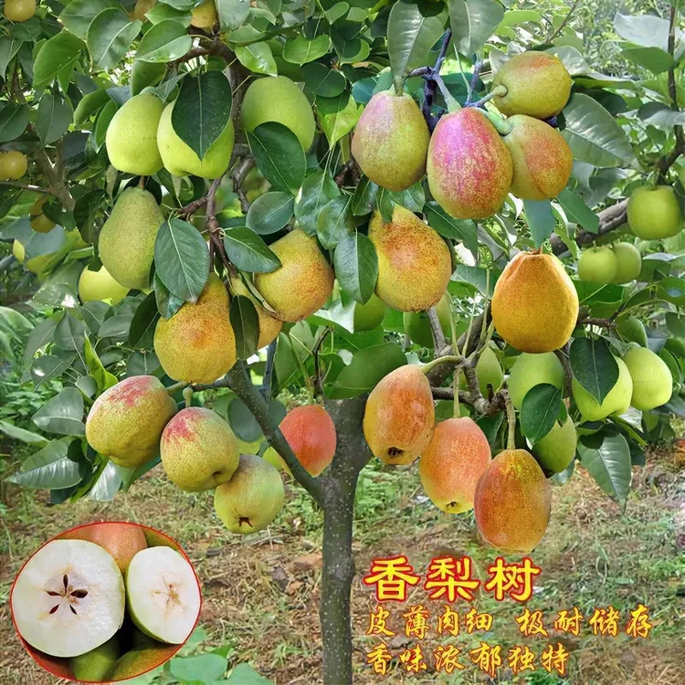 嫁接梨树苗库尔勒香梨树苗新疆香梨果树苗庭院栽植结果南北方种植
