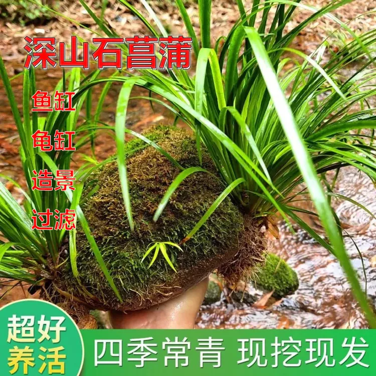 水培石菖蒲水生盆景鱼龟缸造景水养花草过滤盆栽绿植四季常青