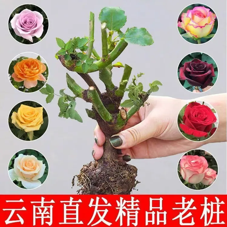 A级精品四季开花玫瑰花苗浓香型月季花阳台庭院耐寒老桩绿植盆栽