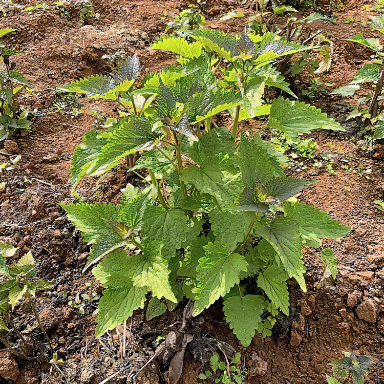 四川新鲜藿香苗4颗春天刚刚长出的现挖现发带土盆栽阳台种植发货