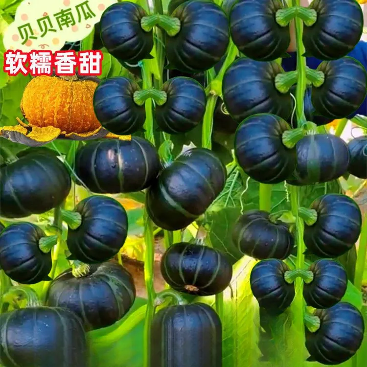 贝贝南瓜种子板栗味迷你小南瓜软糯香甜农家蔬菜种子春季播种