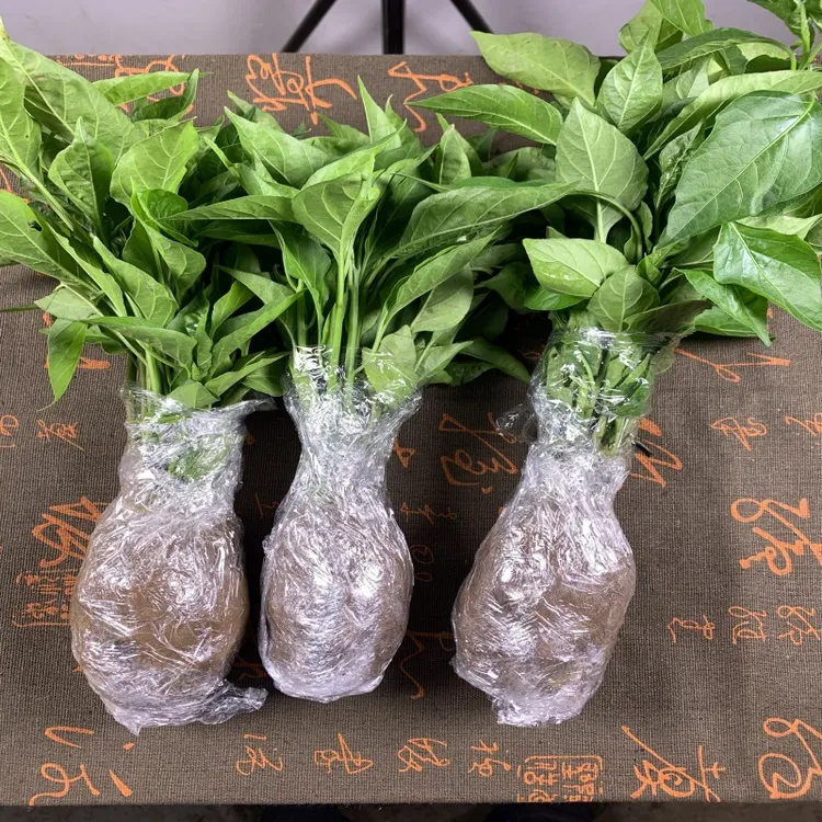 云南小雀辣椒老树雀屎辣魔鬼小辣椒真正小米辣椒树