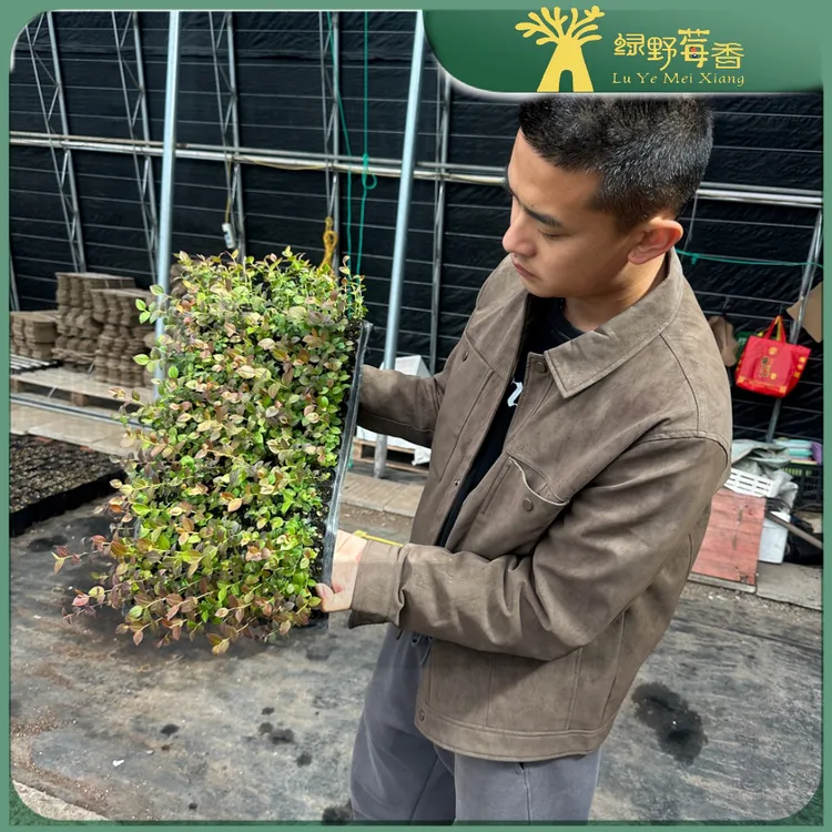 【穴盘】苔藓苗 穴盘苗 纯正组培苗 无纺布袋苗 草莓