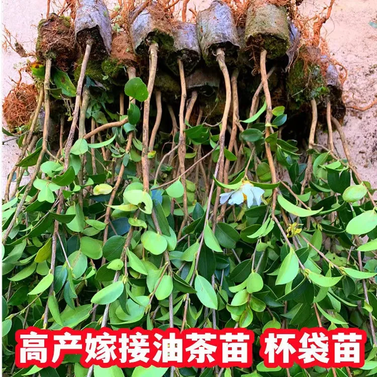 50株3年轻气质杯苗50-60公分油茶树苗长林系列茶籽苗