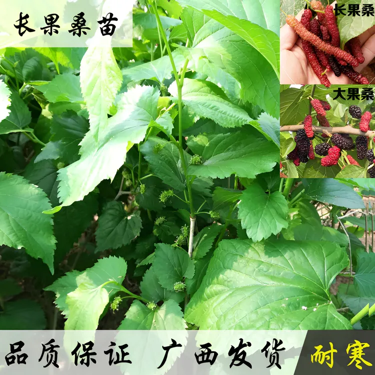 桑葚苗桑椹苗无籽长果桑大果桑苗嫁接苗树苗南北方棵种可盆栽包邮
