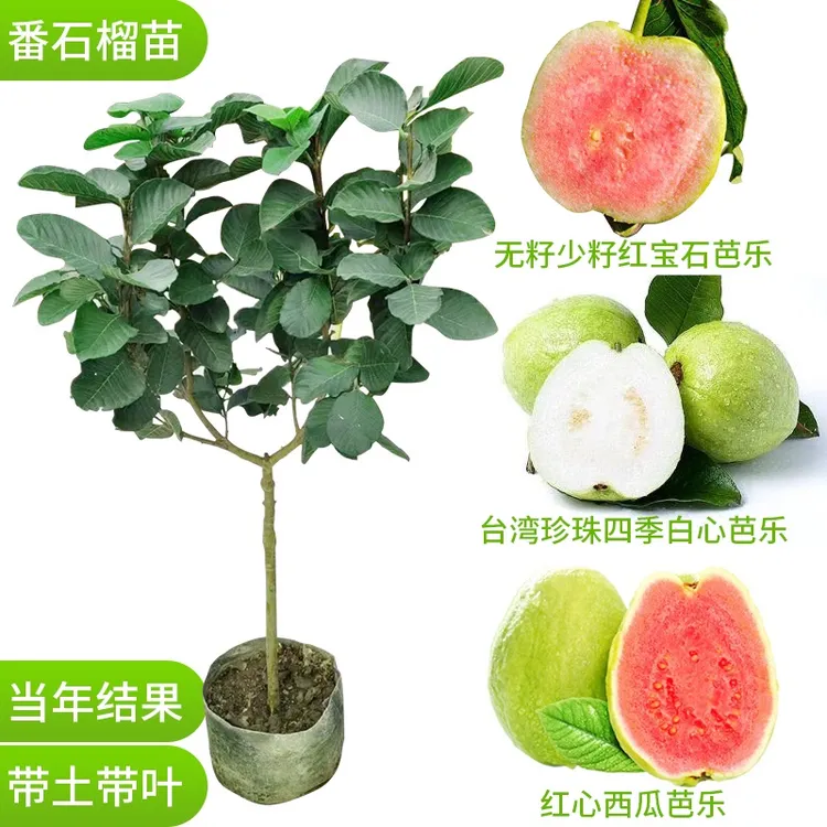 番石榴苗红宝石无籽红心芭乐胭脂红帝王芭乐果树嫁接苗盆栽阳台种