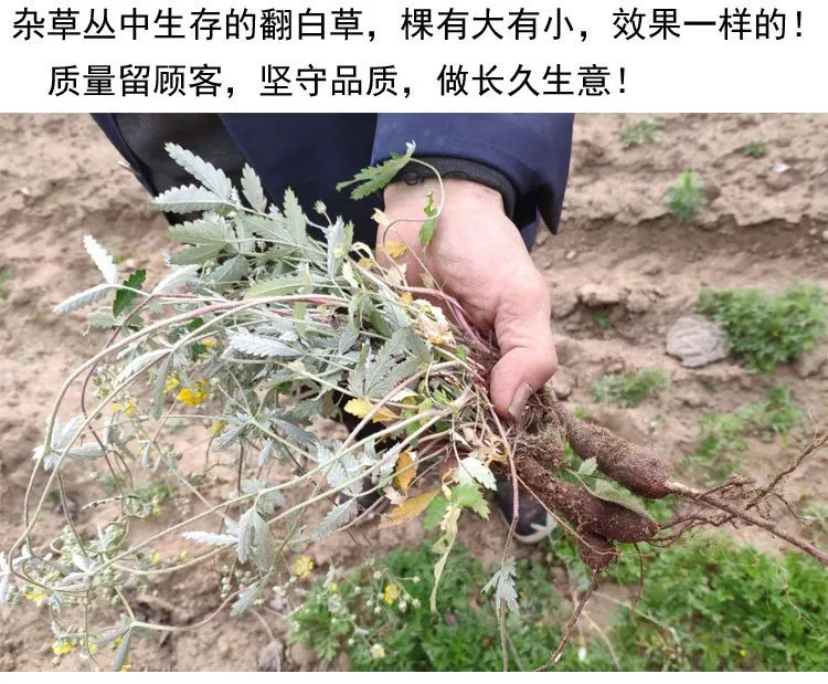 盘古山产地直发野翻白草鸡腿草毛鸡腿地骨皮泡水农产品包邮新鲜