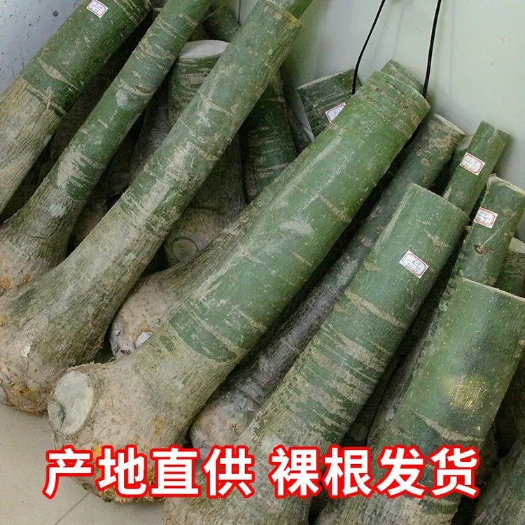 裸杆发财树盆栽客厅绿植大型植物室内外办公室开业乔迁净化空气