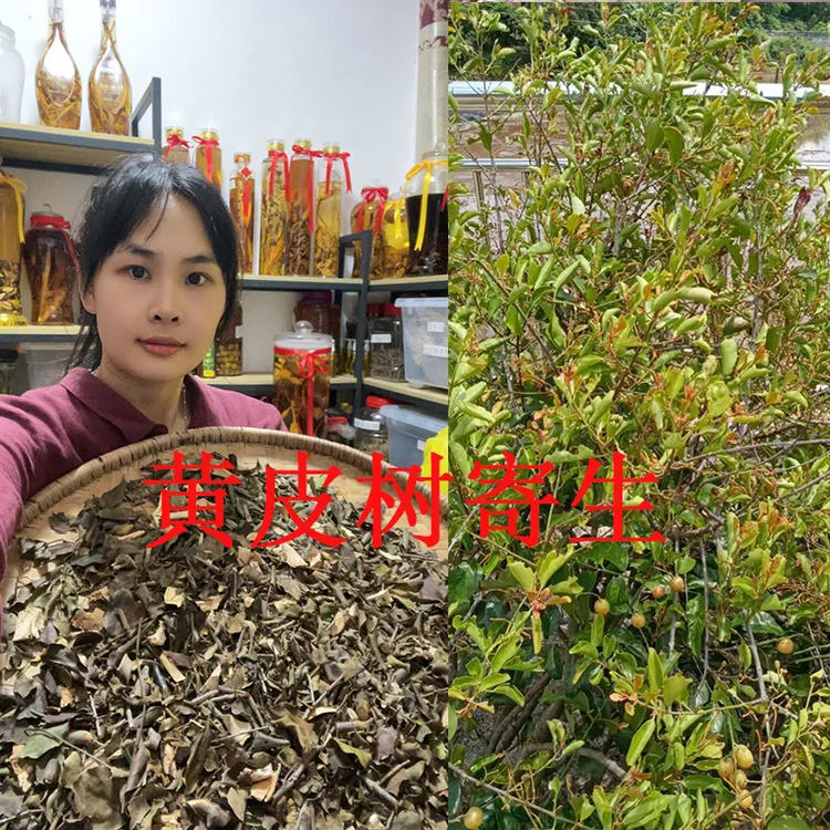 广西桂平黄皮树寄生晒干煲汤煮水材料100g