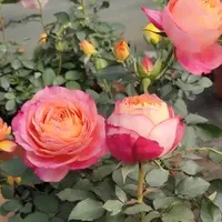大花美人 一盆多颗大花勤花丰花多头月季阳台庭院盆栽
