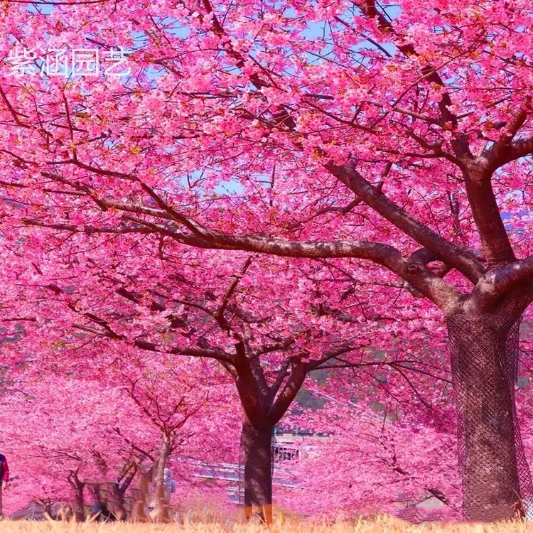 樱花树苗日本樱花南北方庭院地栽盆栽花树园林植物风景树耐寒唯美