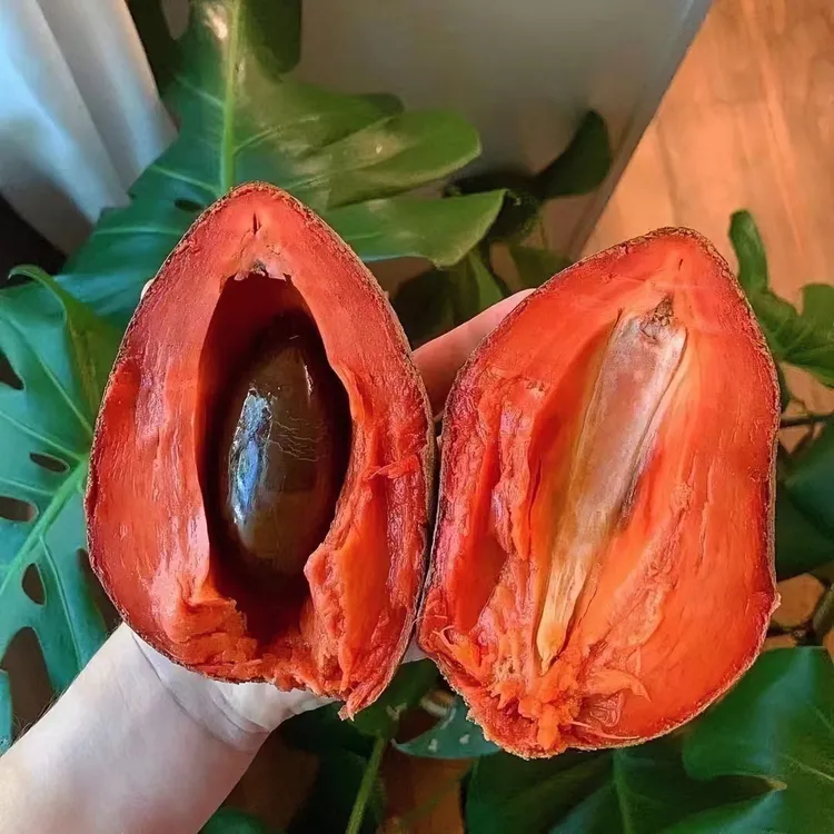 南美免嫁接妈咪果嫁接苗超大枮木原土原叶广西发货马加纳妈咪果苗