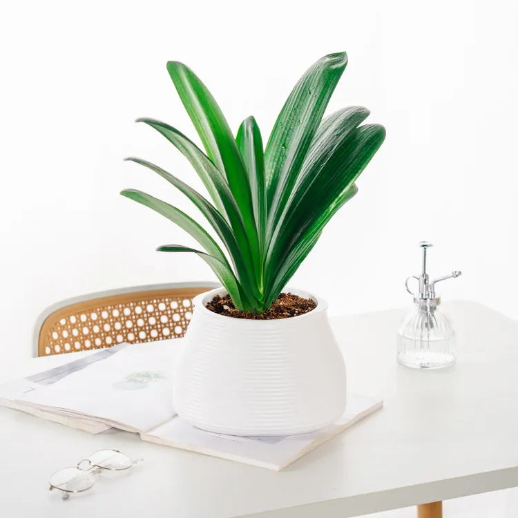 君子兰盆栽老苗四季好养多肉花卉绿植物室内耐旱耐阴盆栽桌面植物