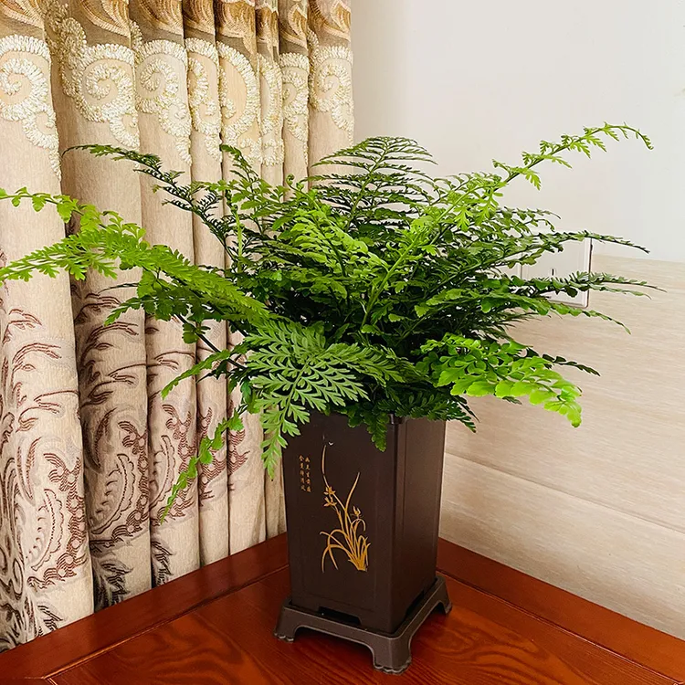 吉姆蕨网红植物卧室盆栽绿植室内净化空气水培蕨类观叶好养盆栽花
