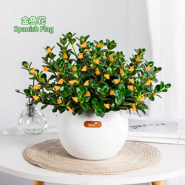 金鱼吊兰盆栽花卉植物带花苞发货室内自然庭院好养的盆栽花卉植物