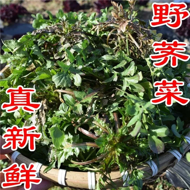 陕西秦岭野生荠菜新鲜荠荠菜现挖地菜2斤4斤包邮整箱包邮商用