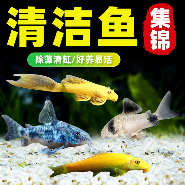 黄金红眼女王大帆清道夫鱼缸藻垃圾清洁工具鱼缸除藻清理食物残渣