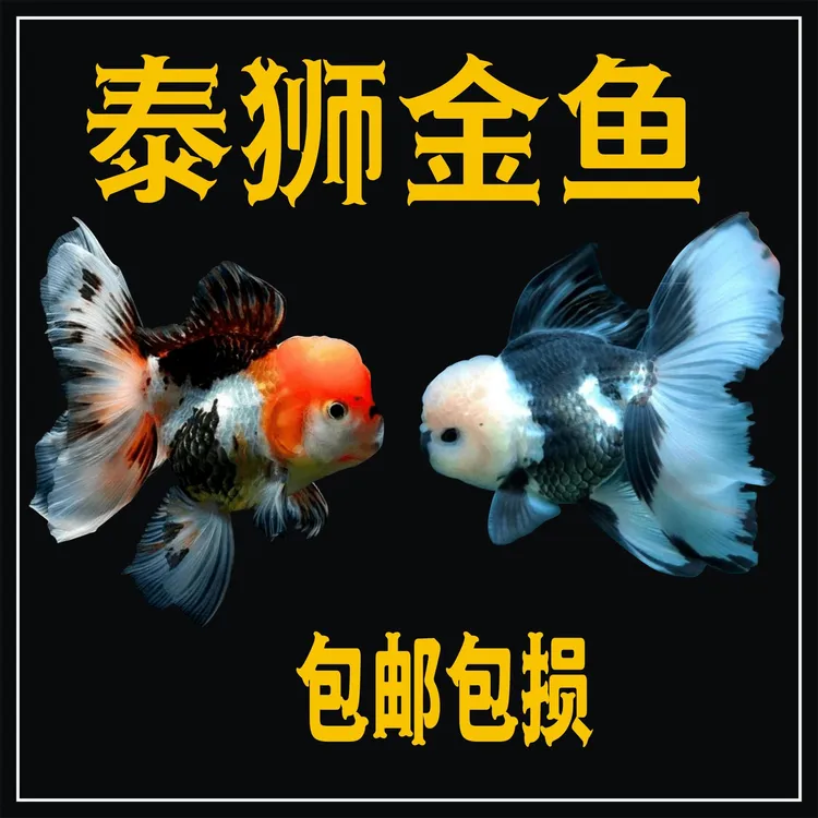进口精品百褶泰狮金鱼 f1冷水鱼红白五花菠萝黑百褶尾好养 观赏鱼