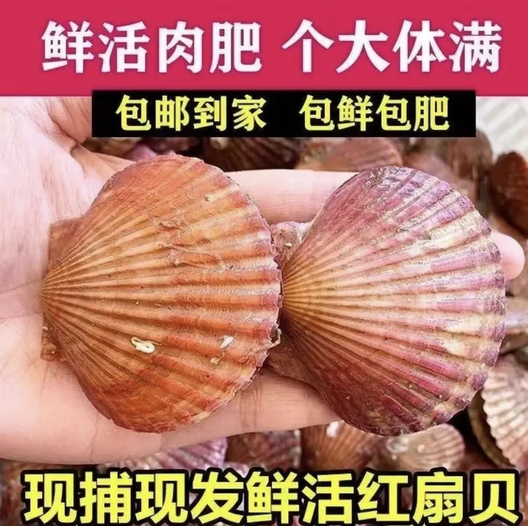 (顺丰包邮)日照扇贝当季小红贝港湾贝包鲜包肥不包活