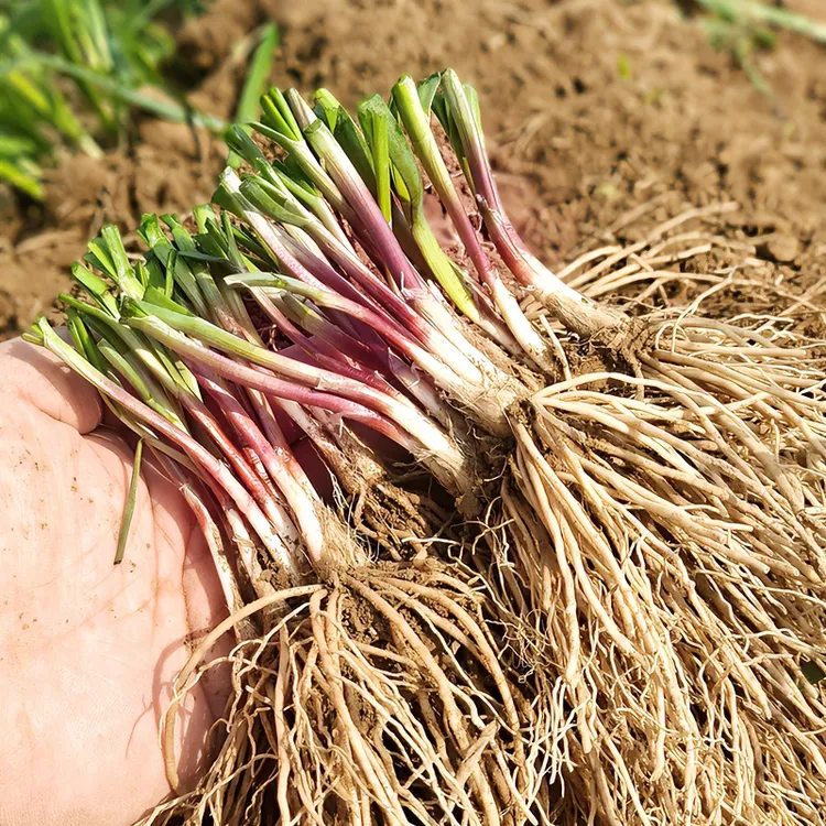 2025年头茬韭菜根新苗栽植绿色播种绿植观叶精选四季栽种阳台种植
