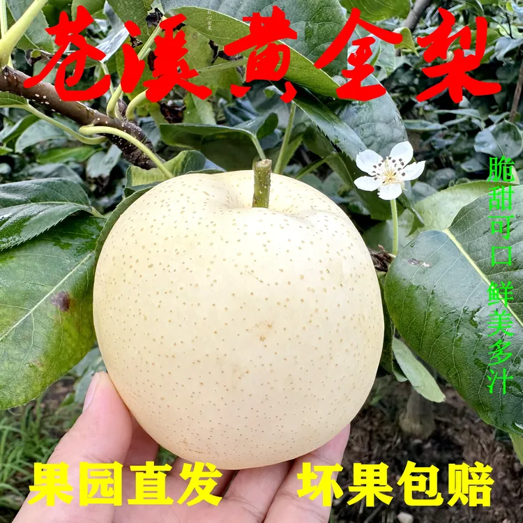 苍溪特产当季新鲜水果现摘黄皮黄金梨翠冠梨大果雪梨皮薄多汁