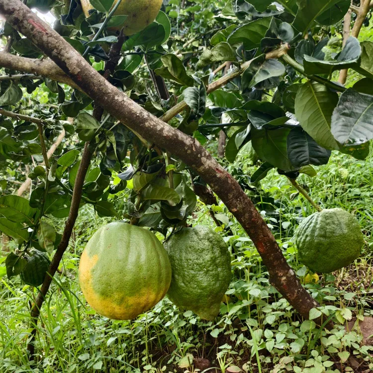 云南水果香橼，办公室，客厅，卧室观赏，闻香，清供，食用基地新鲜采摘