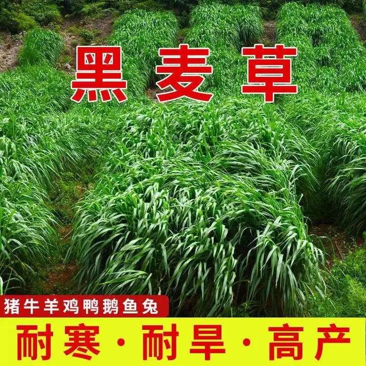 牧草养鱼草籽耐寒多年生鸡鸭鹅猪牛羊鱼专用黑麦草四季牧草种子商品图