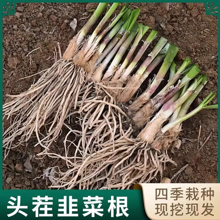 【寿光独根红韭菜】四季红根韭菜盆栽韭菜种简单独根红韭菜头茬鲜嫩