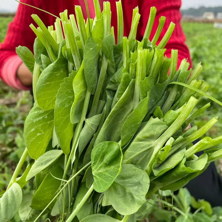 四川豌豆尖手掐菜新鲜采摘现采现发