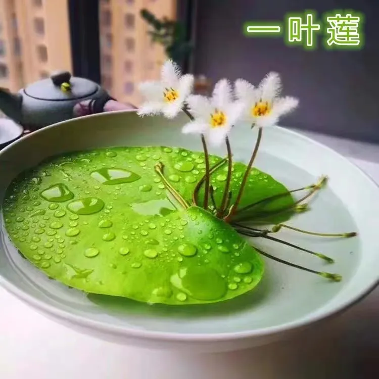 一叶莲碗莲水生花卉水培植物室内阳台四季开花盆栽鱼缸浮生莲花商品图