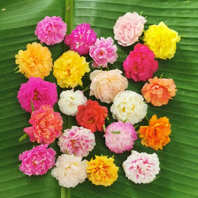 重瓣宿根太阳花枝条多年生针叶太阳花新品多色死不了太阳花苗